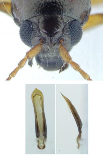 Réf. 195 693 : Longitarsus atricillus
